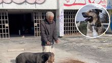 Indignación en el Día Mundial del Perro; asaltante dispara a can para robar a adulto mayor