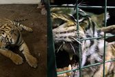 Capturan tigre de Bengala que escapó de una finca en Tlaquepaque