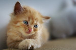 Día Internacional del Gato: ¿Por qué se les conoce como 'michi'?