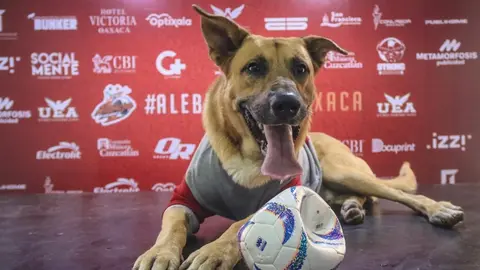 Alebrijes de Oaxaca presentan a su nuevo refuerzo... ¡Es un canino!