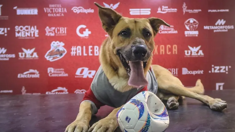 Alebrijes de Oaxaca presentan a su nuevo refuerzo... ¡Es un canino!