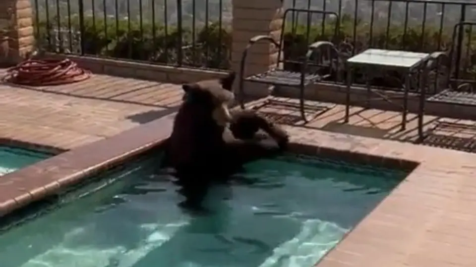 Viral: Oso se mete a una alberca en una casa al sur de California