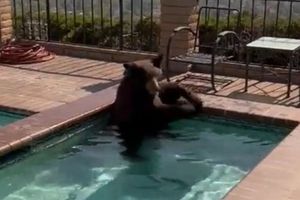 Viral: Oso se mete a una alberca en una casa al sur de California