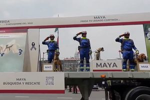 Rinden homenaje a Frida y Proteo, perros rescatistas, en Desfile Militar