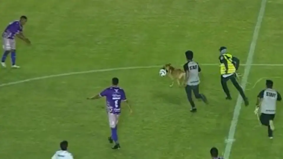 Perrito se mete a la cancha en Liga de Expansión, se 'come' a Messi y se burla a todos