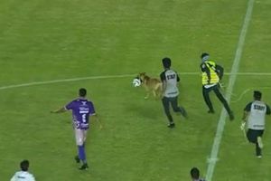 Perrito se mete a la cancha en Liga de Expansión, se 'come' a Messi y se burla a todos