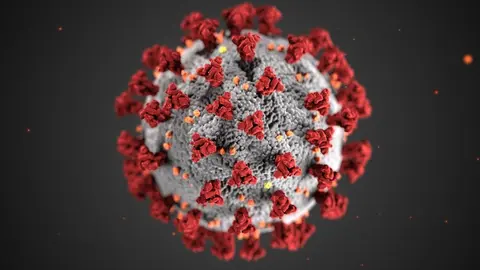 ¿Qué es el Virus Nipah, cómo se transmite y cuáles son sus síntomas?