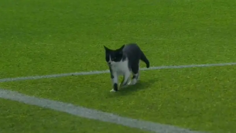 Gatito espontáneo 'interrumpe' el partido entre León y Pachuca
