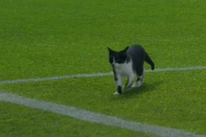Gatito espontáneo 'interrumpe' el partido entre León y Pachuca