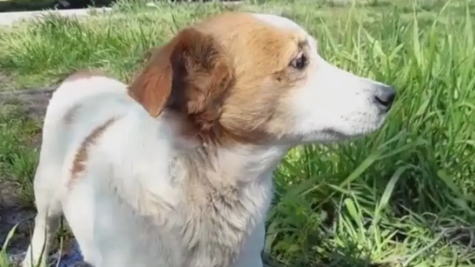 Murió el Perrito “Malvado” de TikTok y causó la tristeza de varios fanáticos