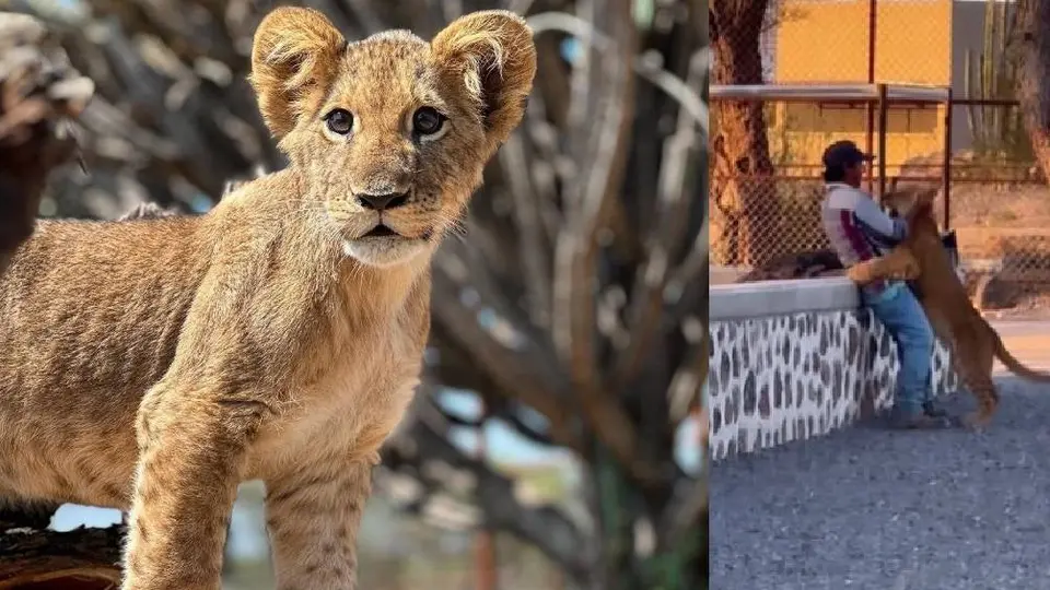 Leona se hace viral en redes sociales por abrazar a su cuidador