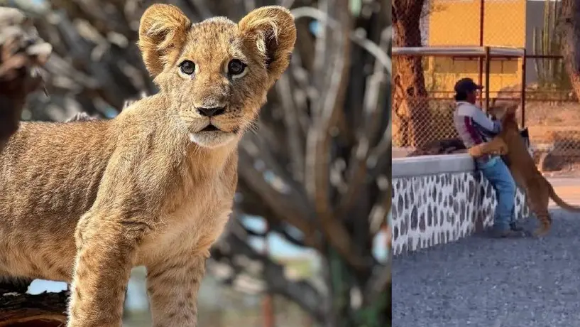 Leona se hace viral en redes sociales por abrazar a su cuidador