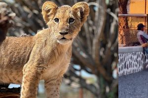 Leona se hace viral en redes sociales por abrazar a su cuidador