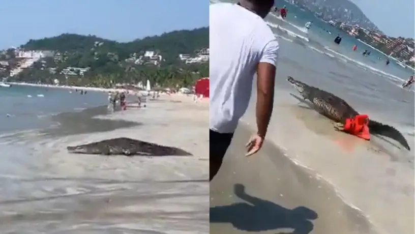 Cocodrilo causa pánico en playa de Zihuatanejo