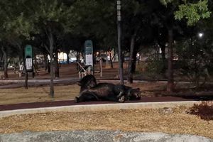Un enorme oso sorprende a regios al deambular en Ciudad Satélite, Monterrey