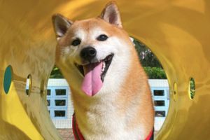 Balltze, mejor conocido como Cheems, falleció a causa de cáncer de páncreas