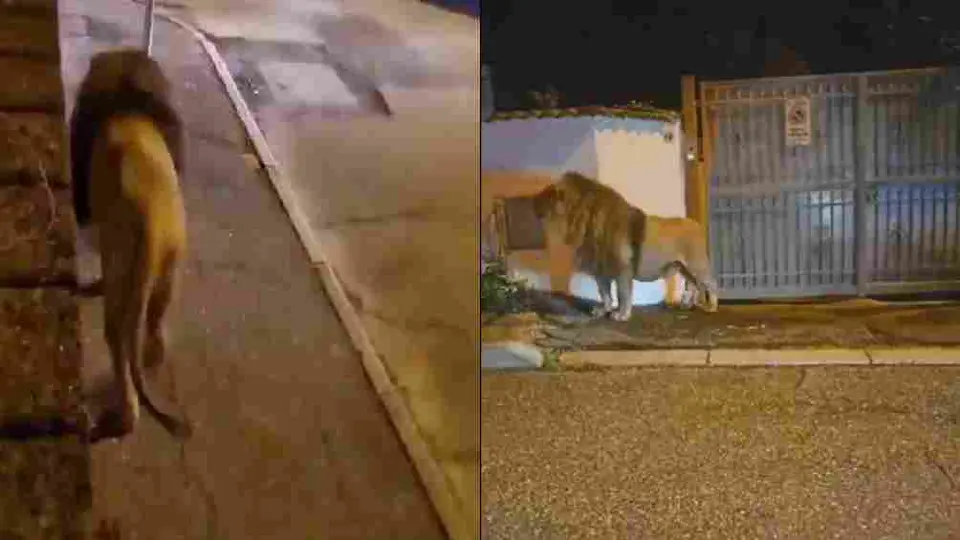 ¡Terror en Roma! León camina por las calles de la ciudad y genera pánico