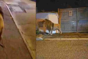 ¡Terror en Roma! León camina por las calles de la ciudad y genera pánico