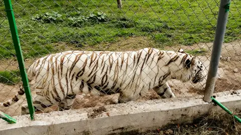 Encuentran muerto al tigre de bengala que escapó de zoológico en Puebla