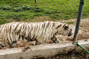 Encuentran muerto al tigre de bengala que escapó de zoológico en Puebla