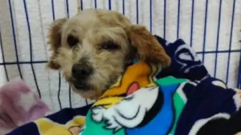 Tras la explosión en Iztapalapa, los perritos Cereza y su cachorro inician una nueva vida