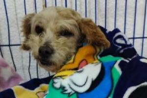 Tras la explosión en Iztapalapa, los perritos Cereza y su cachorro inician una nueva vida