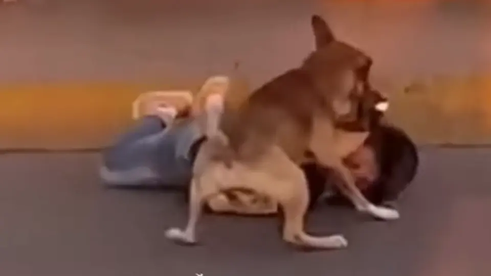 El momento en que es atacado therian por perro l CAPTURA