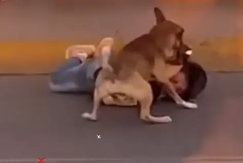 El momento en que es atacado therian por perro l CAPTURA
