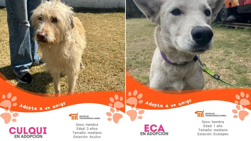 El Centro de Transferencia Canina brinda refugio temporal a perros en situación de riesgo. / Metro CDMX