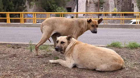 Aunque es popular en México, el origen del “perro caramelo” se encuentra en Brasil./ RS