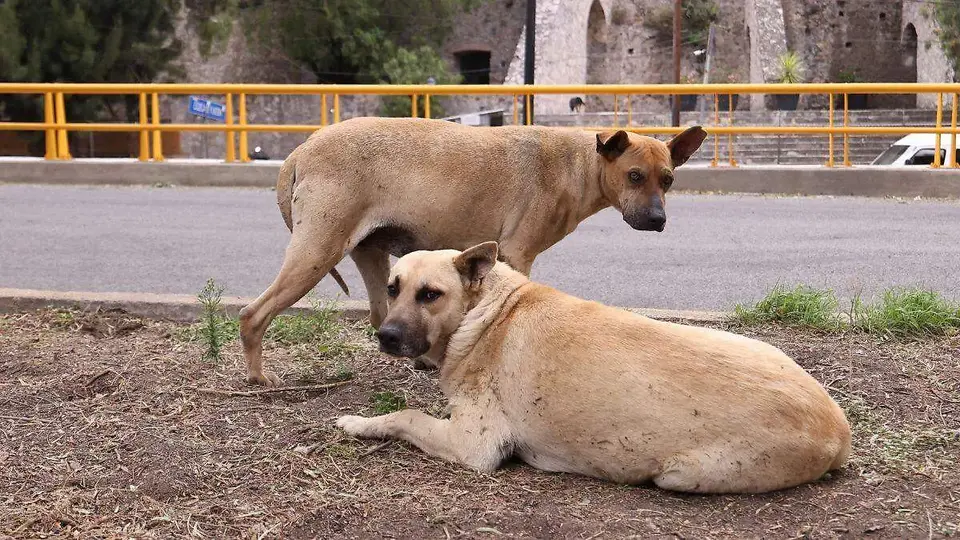 Aunque es popular en México, el origen del “perro caramelo” se encuentra en Brasil./ RS