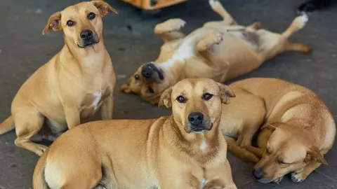 El “perro caramelo” se volvió viral como símbolo de los perros mestizos en México./ RS