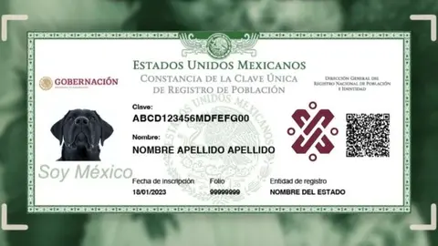 Con este documento, las mascotas pueden ser identificadas más fácilmente en caso de extravío./ RS