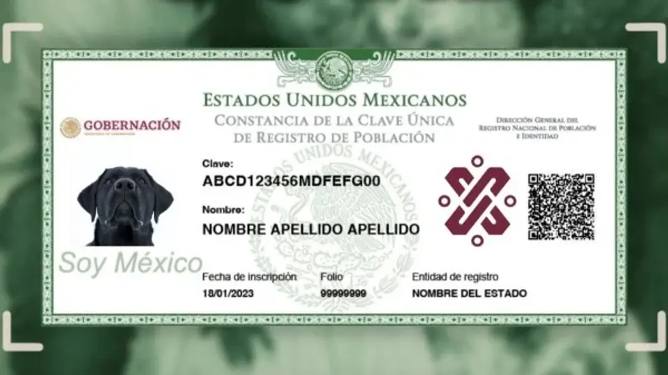 Con este documento, las mascotas pueden ser identificadas más fácilmente en caso de extravío./ RS