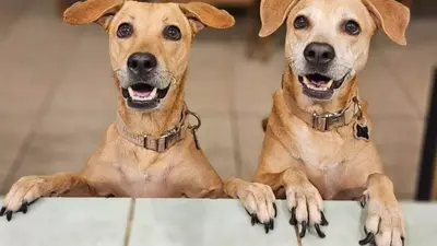 ¿Perro Caramelo sí es mexicano? Esta es la verdadera historia de la nueva raza de lomito