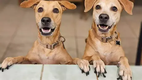 ¿Perro Caramelo sí es mexicano? Esta es la verdadera historia de la nueva raza de lomito
