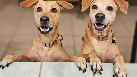¿Perro Caramelo sí es mexicano? Esta es la verdadera historia de la nueva raza de lomito