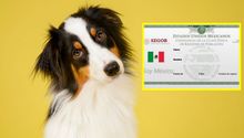 Así puedes sacar la CURP para tu mascota en Edomex: guía completa y gratuita