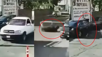 VIDEO: Toro cae de una camioneta, se enfurece y destruye autos a su paso