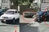 VIDEO: Toro cae de una camioneta, se enfurece y destruye autos a su paso