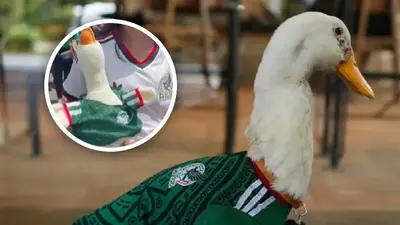 Peluche del Pato Merlín causa tendencia, en Fan Fest, con un costo aproximado de 300 pesos