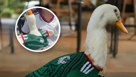 Peluche del Pato Merlín causa tendencia, en Fan Fest, con un costo aproximado de 300 pesos