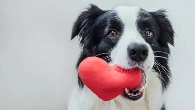 Día Mundial del Perro 2026: la historia detrás del 21 de julio y por qué esta fecha busca salvar miles de vidas
