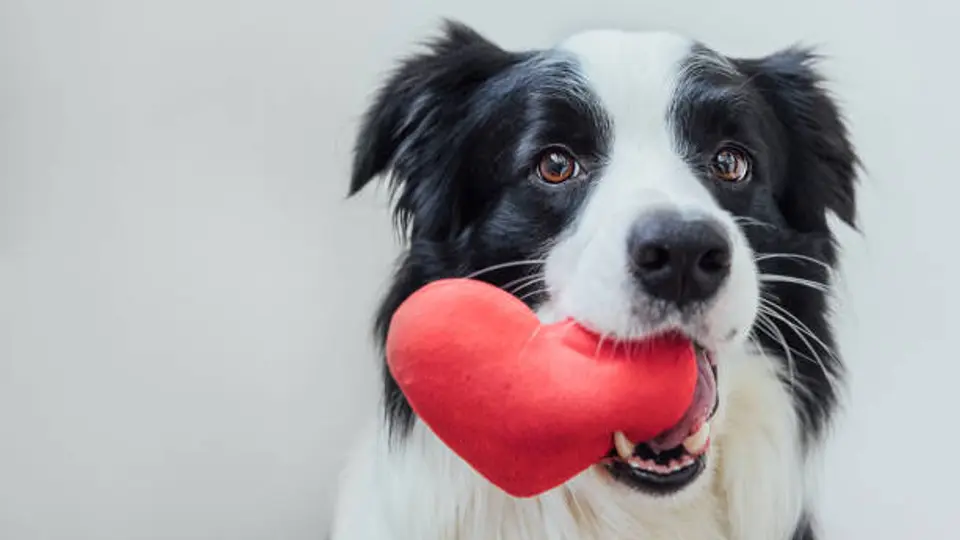 Día Mundial del Perro 2026: la historia detrás del 21 de julio y por qué esta fecha busca salvar miles de vidas