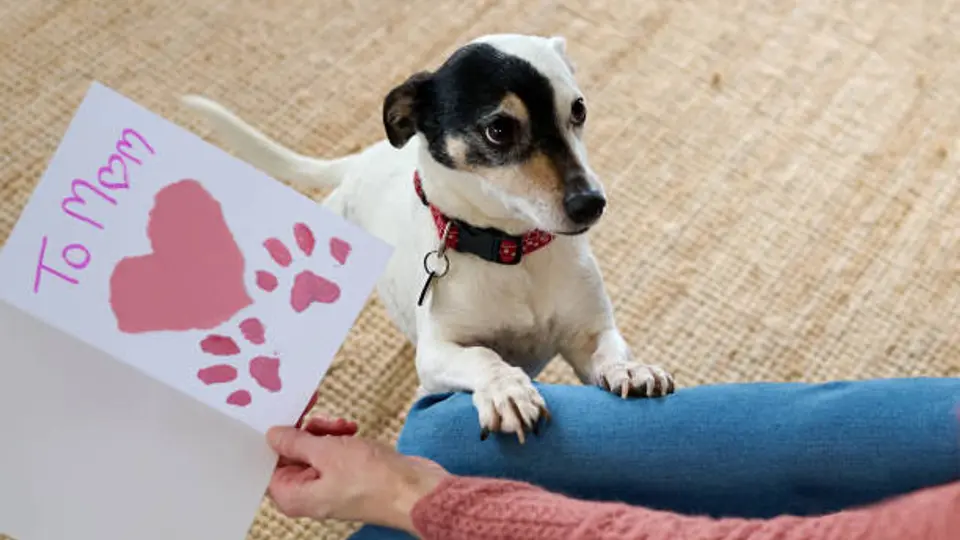 Además de ser compañeros de vida, miles de perros participan en labores de rescate, asistencia, seguridad y apoyo emocional./ Pixabay