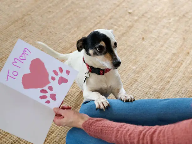 Además de ser compañeros de vida, miles de perros participan en labores de rescate, asistencia, seguridad y apoyo emocional./ Pixabay