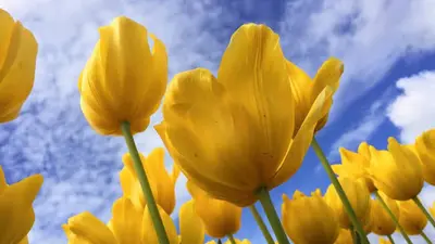 Flores amarillas en 21 de septiembre, ¿Cuál es la razón de este obsequio?