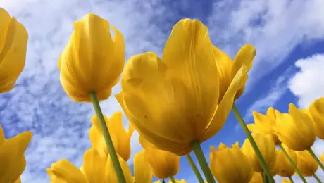 Flores amarillas en 21 de septiembre, ¿Cuál es la razón de este obsequio?