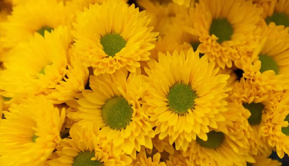 Girasoles y gerberas son algunas de las flores más regaladas / Captura de pantalla