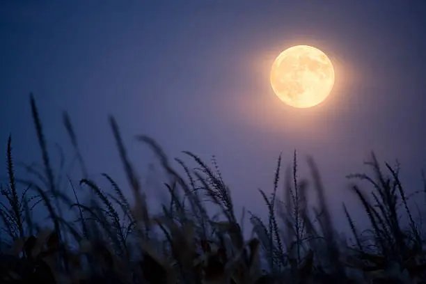 El mejor momento para observarla será después del atardecer, mirando hacia el Este./ Pixabay